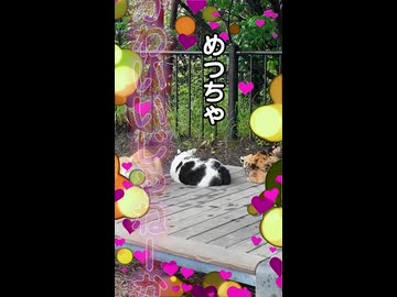 ​【桜島】雨宿りする猫たちが可愛すぎる…！ ※ニコニコ動画再編集版