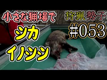 狩猟勢子動画＃053　小さな猟場でシカ・イノシシ