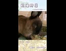 【うさぎ 13歳】乾燥野菜