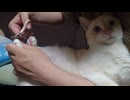 拾いねこ＠生後5009/934日目　今月の爪切りVer2