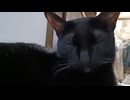 寝るこま