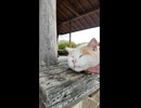 東屋でお休みの猫ちゃん、喉を撫でられてゴロゴロかわいい
