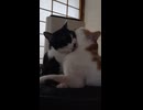 仲良し(？)親子のミケと2号