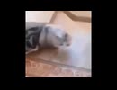 ずっと転がっててかわいい