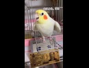 【オカメインコ】声枯れの母 vs 挨拶だけしてバックで帰宅するハチｗｗ