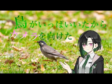 鳥がいっぱいいたからカメラを向けた