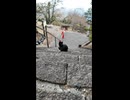 神社の黒猫が階段の下からモフられに来た瞬間が尊すぎた…