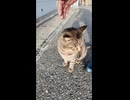足元に擦り寄って来る島の猫カワイイ