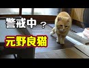 ナワバリ異常発生？【元野良猫】【野良猫】