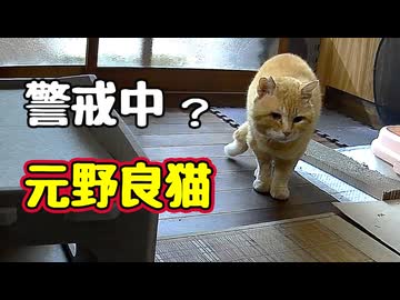 ナワバリ異常発生？【元野良猫】【野良猫】