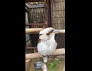 ワライカワセミの大笑い