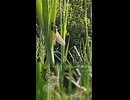 ハラビロトンボさんの羽伸ばし。
