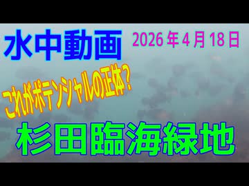 水中動画（2026年4月18日）in　杉田臨海緑地