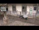 「世界バクの日」を前に福岡市動物園で飼育員がマレーバクについて解説