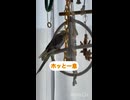 珍しくおひとり様ぴっぴ