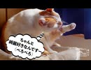 【増刊号】#137 毛繕い