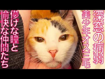 珍妙なオス三毛猫、深窓の病弱美少年になる