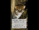 水かきをもつネコ、知っていますか
