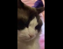 カメムシなんか食べるんじゃなかった