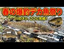 これが春爆!!!! デカバスも!!ランカーも!! 全部つるぅぅ!