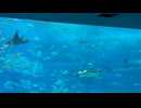 美ら海水族館ジンベイサメ