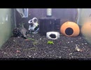 【アクアリウム】水槽を見るだけの動画【エビ団子】再投稿