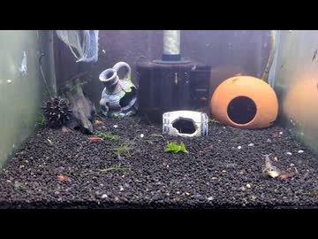 【アクアリウム】水槽を見るだけの動画【エビ団子】再投稿