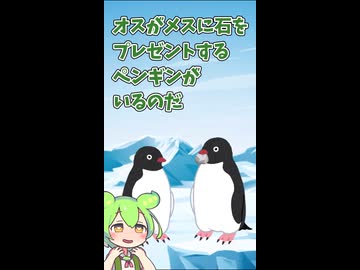 石でプロポーズする変わったペンギン