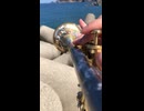 兵庫の端っこで「海の見える街」吹いてみた(新温泉町・日本海)
