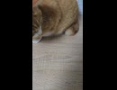 豆乳をアレンジして飲んでみた！