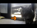 今年も この季節になりました…【狩り】【元野良猫】【野良猫】