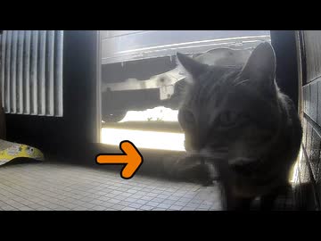今年も この季節になりました…【狩り】【元野良猫】【野良猫】