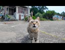 【神展開】猫島で歩いてたら猫の方からモフられに来たんだがｗｗｗ