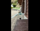 黒猫ちゃんがモフられに来た