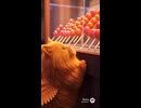 ディリノとネオマとフルーツ飴