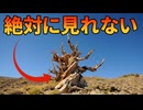 世界で一番古い木を見ることができない理由【生物解説】