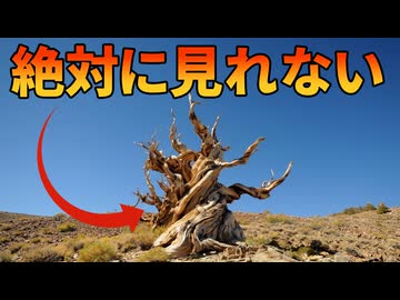 世界で一番古い木を見ることができない理由【生物解説】