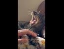 窓辺のゆきの特等席