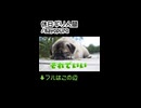 休日ギリ人間/mayopuro【機流音(VoiSona)】【オリジナル曲】