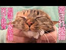 愛され娘猫、猫のエリート英才教育を受ける