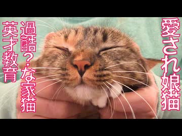 愛され娘猫、猫のエリート英才教育を受ける