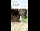 【うさぎ 13歳･5歳】れたす