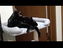 キャットタワーの上にこま
