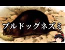【ゆっくり朗読】ゆっくりさんと絶滅した生物　その83