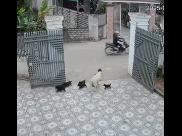 ホモと見る子供が一斉に逃げ出そうとしてたまげる母犬