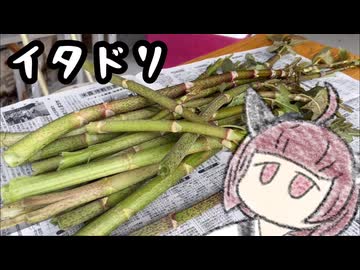 イタドリ食べましょう【きりたんのテキトークッキング】