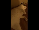 主が来るのを待っていたのんちゃんと一緒に部屋に戻る