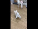 保護犬