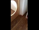 保護犬