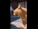 茶トラ猫さん激オコです